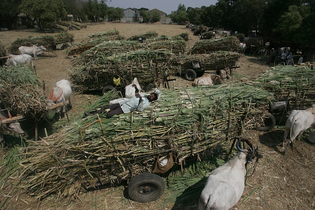 Sugarcane being loaded on to a cart in Baramati, Maharashtra (Satish Bate/Hindustan Times via Getty Images)