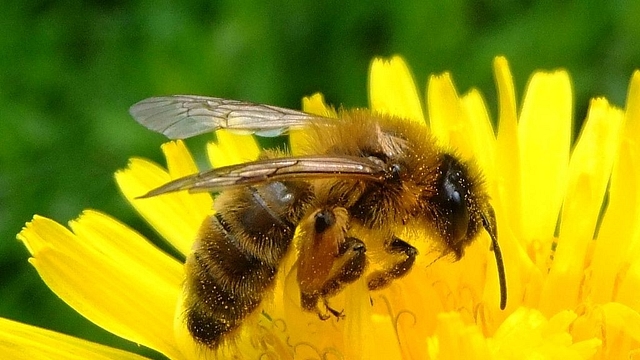 Honey bee on a dandelion (Orangeaurochs/Wikimedia Commons)&nbsp;