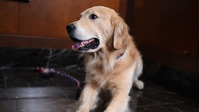 A Golden Retriever. (Jamie McCarthy/Getty Images)