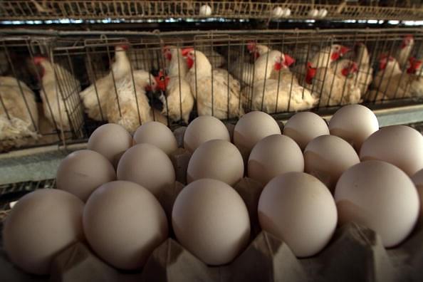 Despite Rising Fiscal Deficit, Tamil Nadu To Dole Out Poultry Birds as Freebies Now