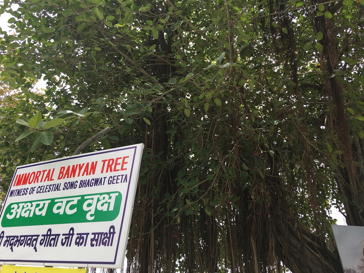 The sacred tree at Jyotisar.
