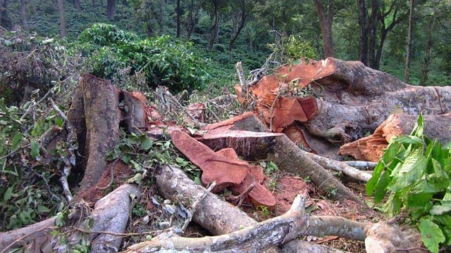 According to Meena, the supply line was not supposed to pass through Santhivanam in the initial plan but later changed as owners of adjacent lands did not want the power lines going through their properties. (image via Twitter)&nbsp;