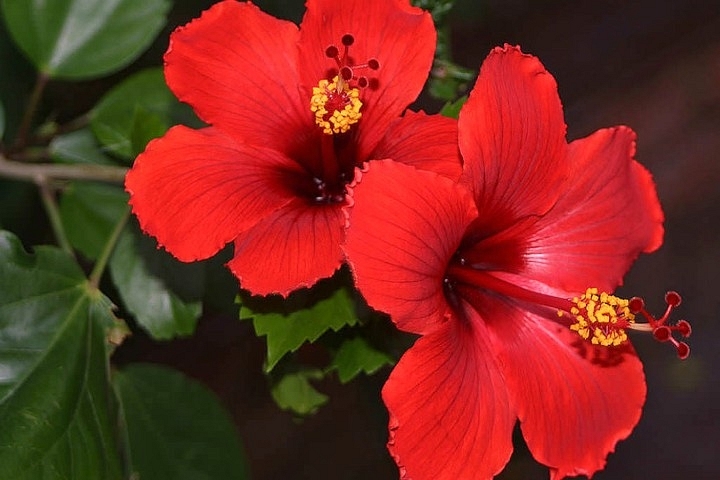 Healing Blossoms: Flowers Offered At The Feet Of Divine Are A Dose Of Wellness