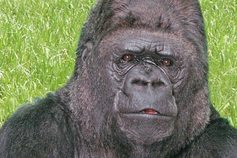 Why An Obituary To A Gorilla Is A Dharmic Deed While Attacking Darwin Is Not