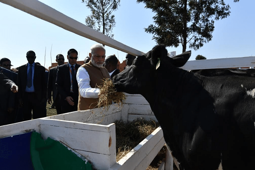 Why Modi’s Gift Of Cows To Rwanda Was Very Significant