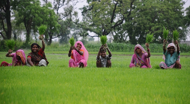 Women farmers sowing paddy in their field in Uttar Pradesh. (Deepak Gupta/ Hindustan Times via Getty Images)