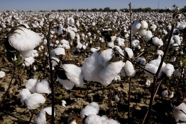 Modi Government Faces Hobson’s Choice Over Farmers’ Demand To Grow Third-Generation Genetically-Modified Cotton