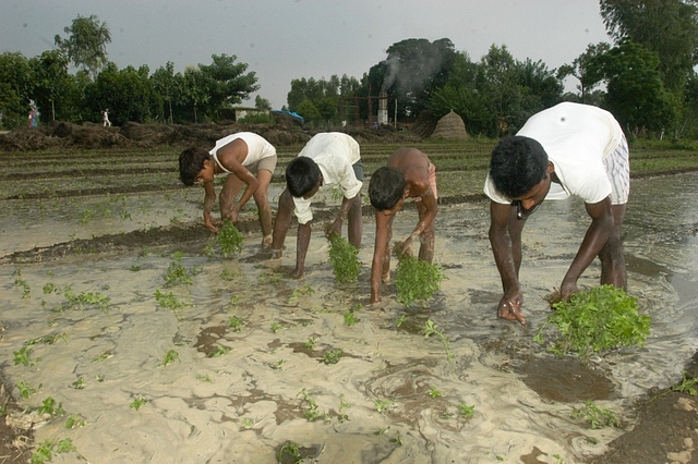 Indian Agriculture. (Sipra Das/The India Today Group/Getty Images)