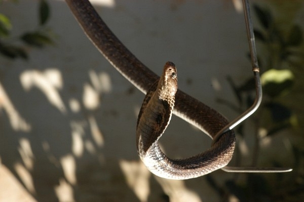 Aazadi For Me Too: Snake Rescued From JNU By Wildlife SOS 
