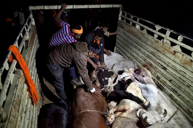 <i>Gau rakshaks </i>of Naval Kishore Sharma’s team in Ramgarh, Rajasthan. (Allison Joyce/Getty Images)