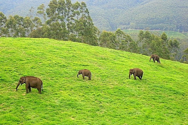 Elephants in India (Wikipedia)&nbsp;