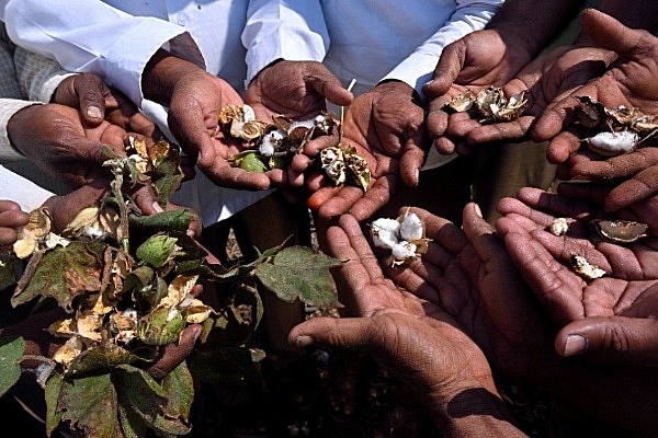 Cotton farmers show officials their cotton crop affected by pink bollworm (Photo by Anshuman Poyrekar/Hindustan Times via Getty Images)