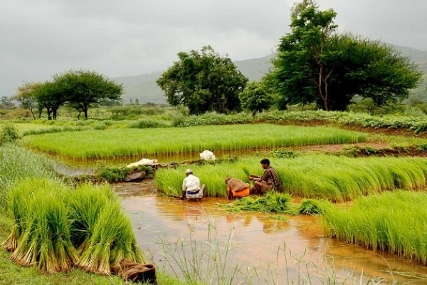 Farmers in a paddy field (Ramnath Bhat/Flickr/WikiCommons)