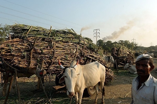 A farmer stands with bullock carts laden with sugarcane outside a sugar factory in Maharashtra. (PUNIT PARANJPE/AFP/Getty Images)