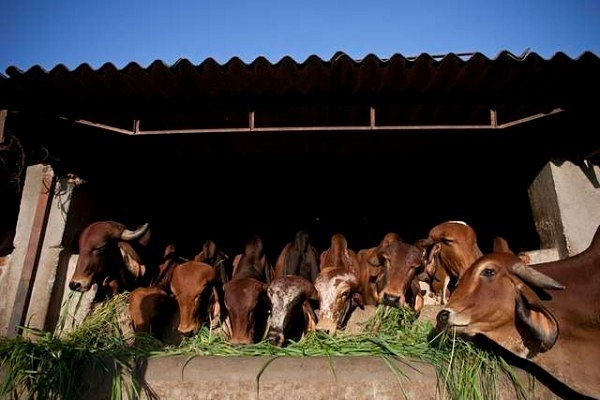 Cows being fed at a shelter