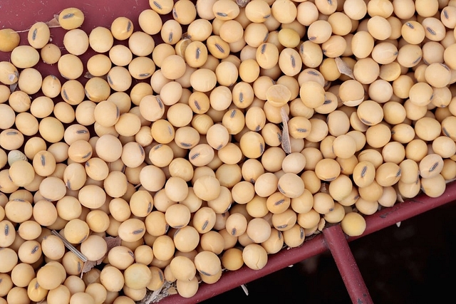 Soyabean.  (Photo by Scott Olson/Getty Images)