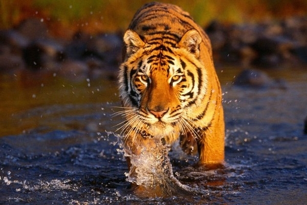 Combating Jungle Raj: Dudhwa Tiger Reserve Staff Nab 67 Poachers, Timber Mafia  In A Span Of Four Months  