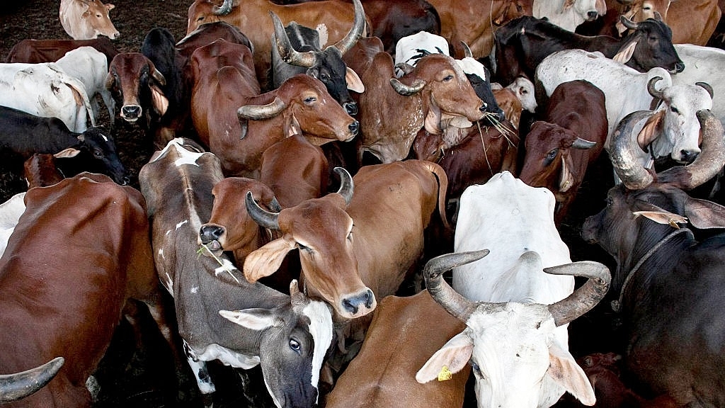 Cows in India (Allison Joyce/Getty Images)