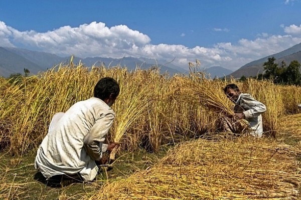 Labourers seen reaping paddy in a field in Srinagar (Photo by Saqib Majeed/SOPA Images/LightRocket via Getty Images)