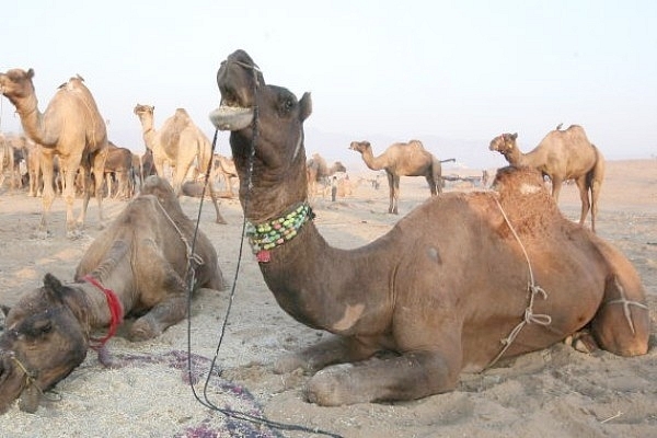 ‘Camel Rakshaks’: 52 Camels Being Taken For Slaughter Illegally Rescued, Smuggling Racket Busted In Rajasthan 
