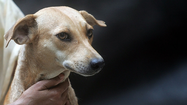 26 dogs were poisoned on Sunday night (Kunal Patil/Hindustan Times via Getty Images)