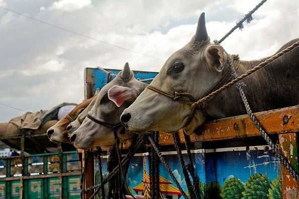 Cows being transported. (Khandaker Azizur Rahman Sumon/NurPhoto via GettyImages)