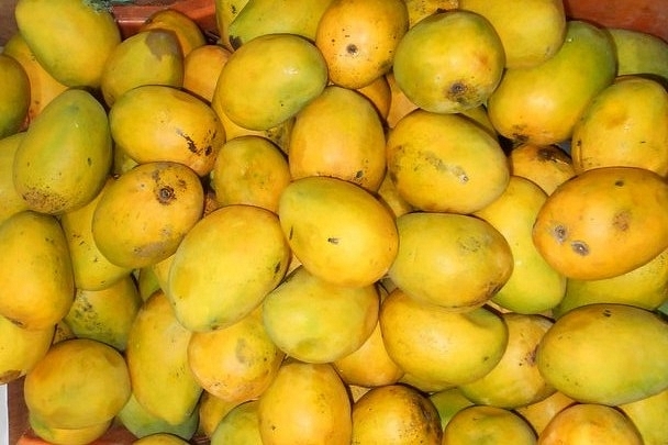 Alphonso Mangoes In India. (Fotokannan via Wikimedia Commons)