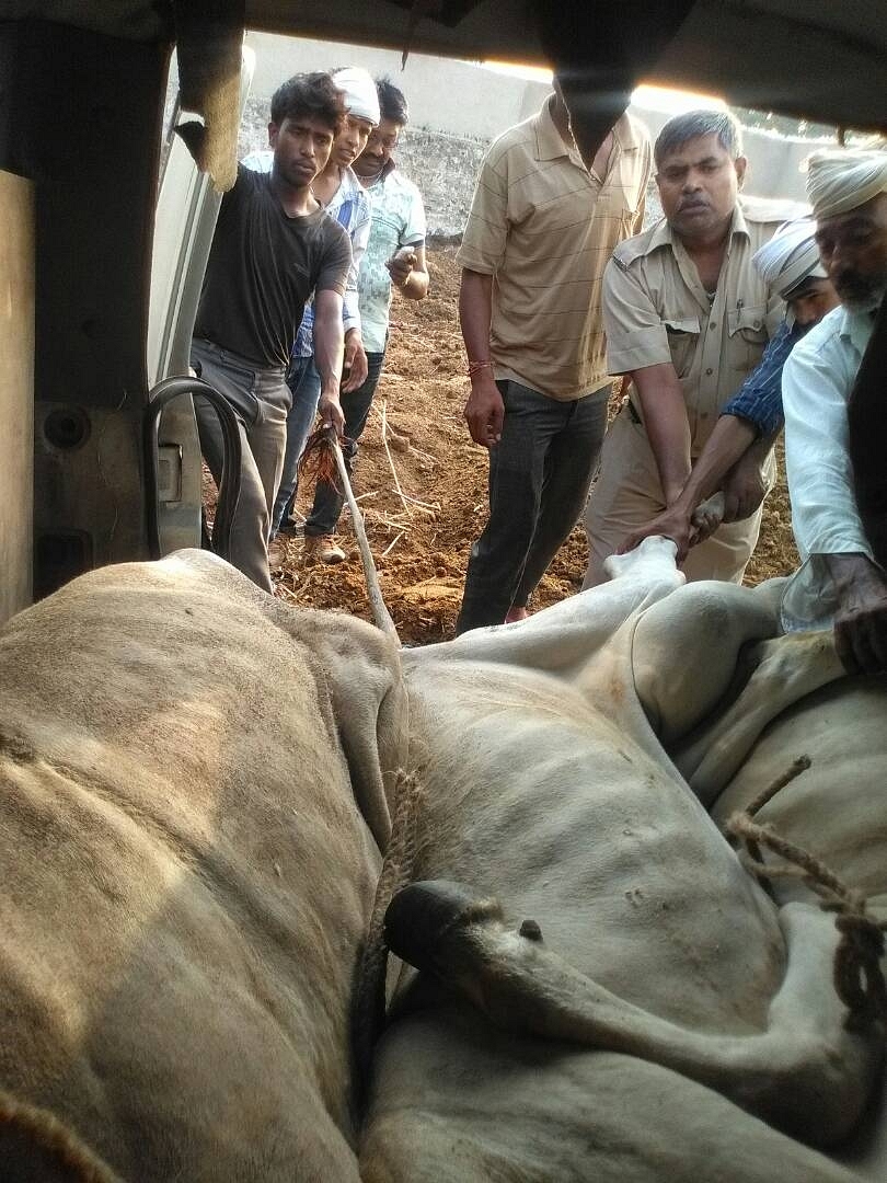 This is how cows, mostly rescued from smugglers, come to the gaushala