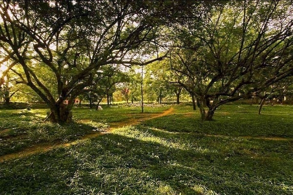 A view of Cubbon Park (Facebook)