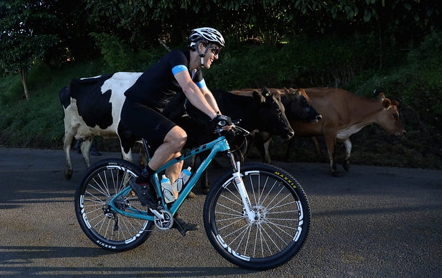 A cyclist rides past a group of cows in Costa Rica. (Photo by Ezra Shaw/Getty Images)