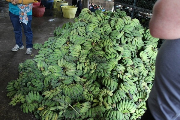 21 tonnes of Grand Naine variety of bananas will take 24 days  to reach Italy.  (representational image) (source: Shari Tishman via Facebook)