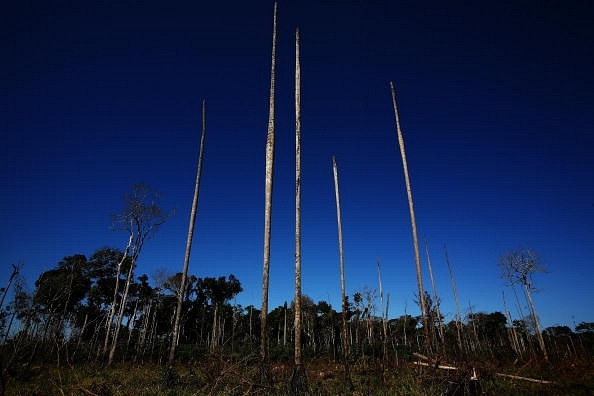 Representative Image (Photo by Brent Stirton/Getty Images)