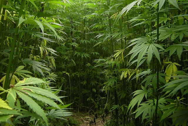  Hemp, a variety of Cannabis Sativa [By Barbetorte Via Wikimedia Commons]