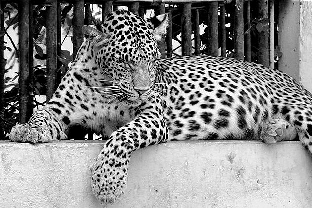 A leopard (By Sagr Kapoor via Wikimedia Commons)&nbsp;