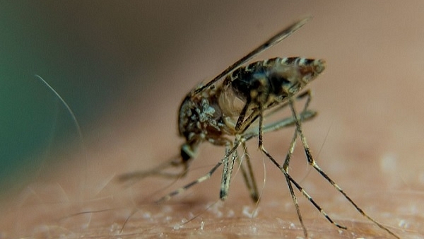 Mosquito on a person’s arm. (PHILIPPE HUGUEN/AFP/GettyImages)