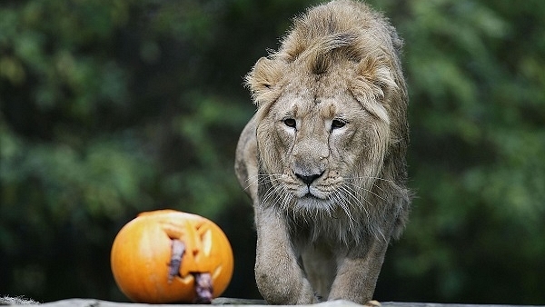 Asiatic Lion. (Representative image) (Paul Gilham/Getty Images)