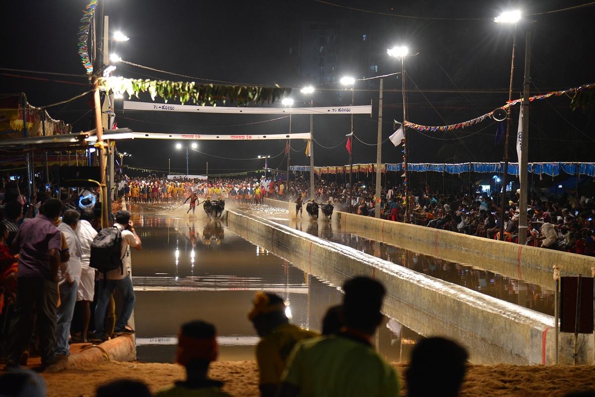 Kambala: How Enthusiasts And Farmers Are Keeping Alive An Old Tradition