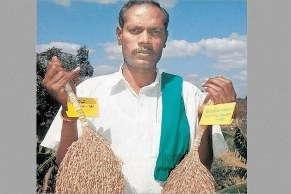 ‘Nel’ Jayaraman – The Man Who Gave His Life To Reviving Native Organic Paddy Varieties