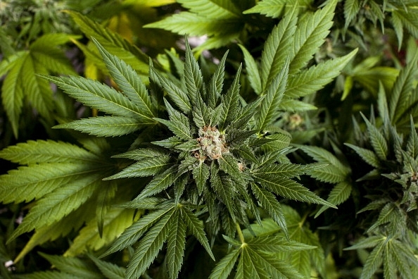 Cannabis plants growing at a facility in Safed, Israel. (Photo by Uriel Sinai/Getty Images)