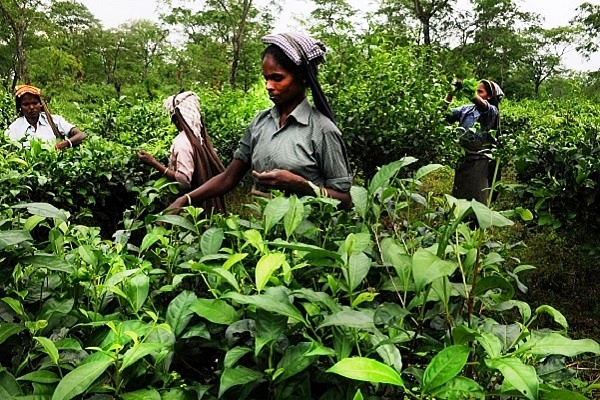 Assam’s Big Financial Inclusion Success Story: Over 7 Lakh Tea Garden Workers Part Of Banking System Post DeMo