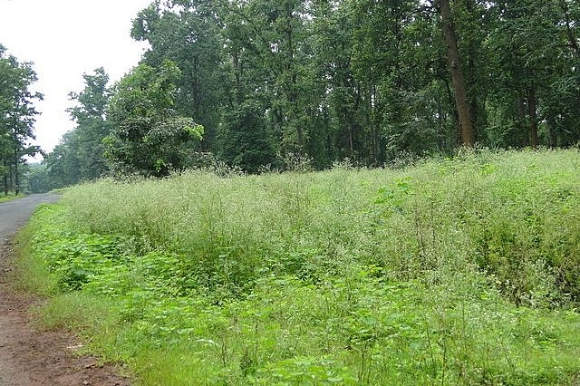 Representative Image of Parthenium Infestation ( Pankaj Oudhia Via Wikimedia Commons)