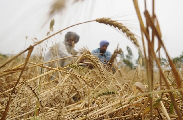 Wheat farmers in India. (Bharat Bhushan/Hindustan Times via Getty Images)