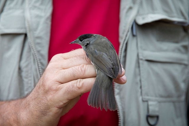 Ornithology is the branch of Zoology that deals with the study of birds. (Dan Kitwood/Getty Images)