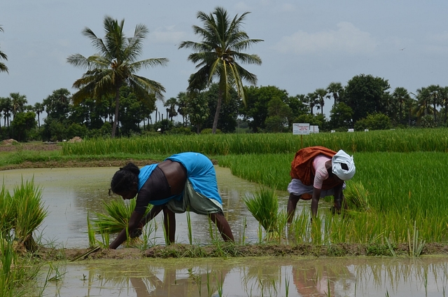 Paddy being transplanted on a farm in Vandavasi in Tamil Nadu’s Tindivanam district. (M R Subramani)