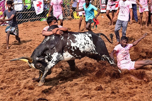 Jallikattu event. (pic via Twitter)