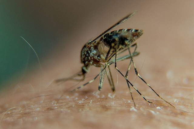 A mosquito on a person’s arm. Photo credit: PHILIPPEHUGUEN/AFP/GettyImages