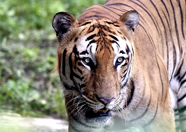 Representative image of a Royal Bengal Tiger at a Zoo in New Delhi. (Photo by Sonu Mehta/Hindustan Times via Getty Images)