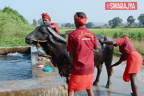 Caring for the buffalo bulls during Kambala