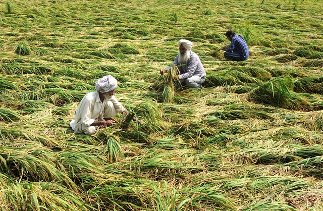 Indian farmers inspect their paddy crops damaged after heavy rains at village Jatta Kheran on Dakala road near Patiala, India. (Bharat Bhushan/Hindustan Times via GettyImages)&nbsp;