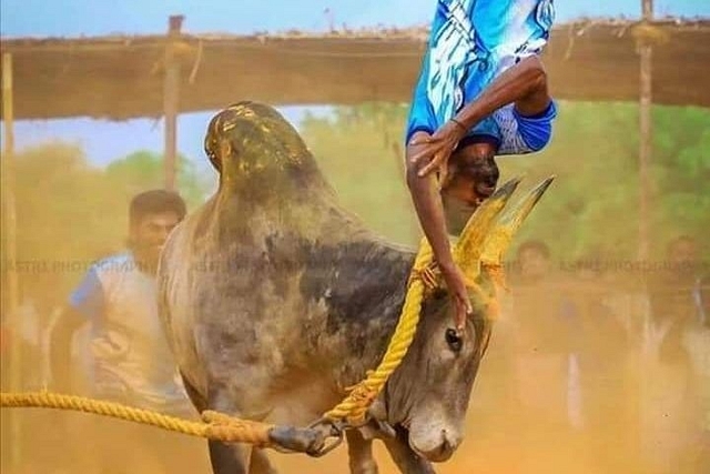 Jallikattu sport. (pic via @Pruthvinreddy/Twitter)